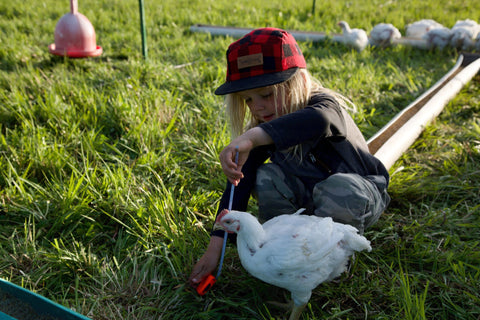 A Year of Chicken - Deposit