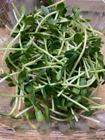 Sunflower Shoots