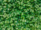 Microgreens (Custom Box)