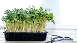 Microgreens (Custom Box)