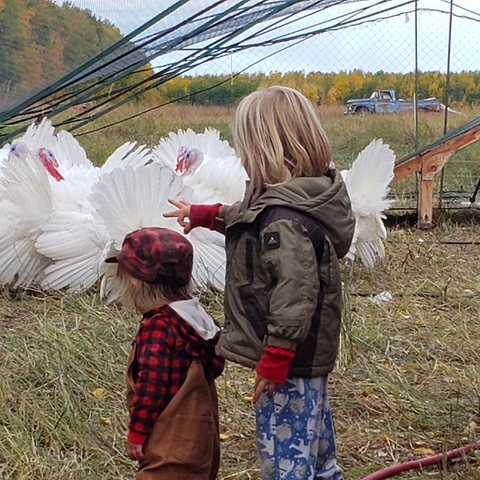 Organic Turkey - Deposit