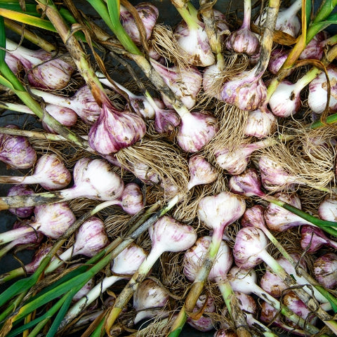 Garlic (Custom Box)