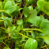 Microgreens (Custom Box)