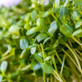 Microgreens (Custom Box)